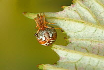 Scaffold web spider (Archaearanea lunata) on leaf, England, UK, June