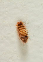 Carpet beetle larva / Wooly bear (Anthrenus verbasci) climbing up wall to pupate, England, UK, September