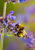 Early bumblebee (Bombus pratorum) visiting mint flowers, England, UK, June