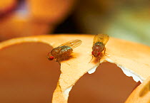 Fruit flies (Drosophila melanogaster) on egg-shell, England, UK, August