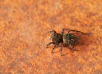 Jumping spider (Euophrys erratica) England, UK, May