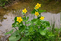 Kingcups or Marsh marigolds (Caltha palustris) Rookery Pond, Sussex, April
