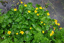 Kingcups or Marsh marigolds (Caltha palustris) Rookery Pond, Sussex, April