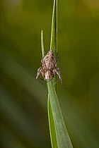 Lynx spider (Oxyopes heterothalmus) female shortly before skin change, England, UK, March