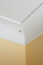 Daddy long legs spider (Pholcus phalangiodes) in typical stance in corner of ceiling with remnants of web around it, England, UK, May