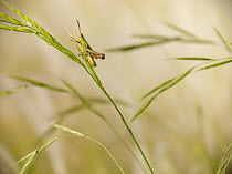 Meadow short horned grasshopper (Chorthippus parallelus) resting on grass, England, Europe, UK