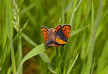 Small copper butterflies (Lycaena phlaeas) mating, England, UK, May