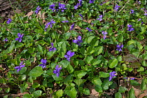 Wild violets (Viola sp) Holly Farm, Sussex, England, UK, April