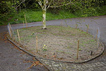 Experimental wildflower border in which the top 6cm of top soil removed and replaced with sharpsand, England, UK, May 2012. Sequence image 1/2