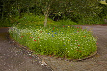 Experimental wildflower border in bloom, in which the top 6cm of top soil was removed and replaced with sharpsand, England, UK, May 2012. Sequence image 2/2.