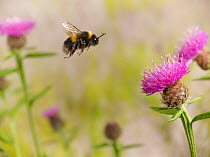 Buff tailed bumblebee (Bombus terrestris), worker flying around Knapweed