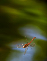 Common darter (Sympetrum striolatum) in flight over pond, controlled conditions