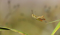 Common field grasshopper (Chorthippus brunneus) leaping, Sussex, England