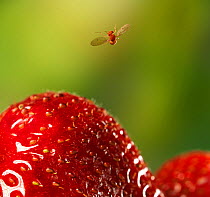 Fruit fly (Drosophila melanogaster) in flight having just taken-off from strawberry, controlled conditions.