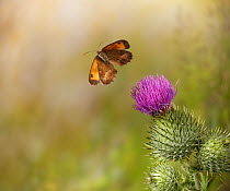 Gatekeeper (Pyronia tithonus) in flight taking off from spear thistle, controlled conditions