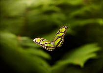 Green heliconid butterfly (Philaethria dido) in flight, controlled conditions, from South America