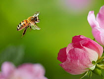 Honeybee (Apis mellifera) flying to wild rose, controlled conditions