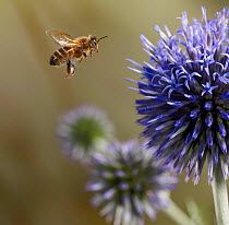 Honeybee (Apis mellifera) flying to Globe thistle (Echinops), controlled conditions.