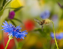 Horse fly (Tabanus sp) male in flight towards cornflower, controlled conditions.