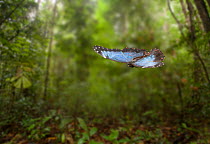 Morpho butterfly (Morpho peleides) in flight, controlled conditions.