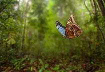Blue morpho (Morpho peleides) in flight, controlled conditions, from South America