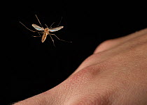 Mosquito flying over a human hand