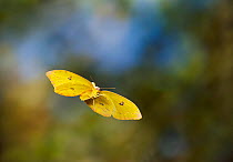 Orange barred sulphur (Phoebis philea) in flight, controlled conditions, from the Caribbean