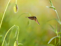 Ringlet (Aphantopus hyperantus) in flight - the tatty rear wing indicating that this butterfly is nearing the end of its life, controlled conditions.
