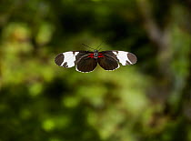 Sapho heliconid (Heliconius sapho) in flight. Controlled condiitons, from Central America