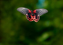 Scarlet mormon (Papilio rumanzovia) in flight controlled conditions, from the Philippines