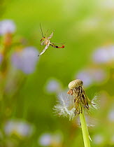 Scorpionfly (Panorpa sp) just taken off, Sussex, England. Controlled conditions.