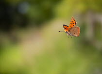 Small copper (Lycaena phlaeas) flying, England, controlled conditions.