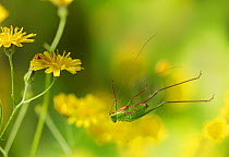 Speckled bush cricket (Leptophytes punctatissima) leaping, Sussex, England. Controlled conditions.