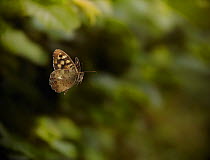 Speckled wood (Pararge aegeria) in flight, controlled conditions.