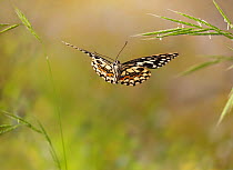 Citrus swallowtail (Papilio demolius) in flight, controlled conditions, native to South and Central America and Caribbean