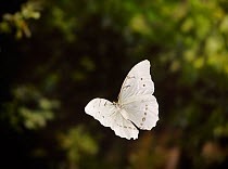 White morpho (Morpho polythemus) in flight controlled condtiions, from South American Rainforest