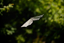 White morpho (Morpho polythemus) in flight controlled condtiions, from South American Rainforest