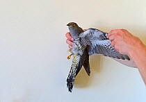 Cuckoo (Cuculus canorus) shot on Malta, recovered by BirdLife Malta Springwatch Camp, Malta, April 2013