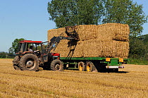 Loading large square barley bales onto a trailer, Leominster, Herefordshire, UK September 2012