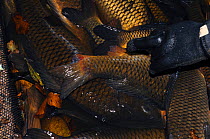 Common Carp (Cyprinus carpio) damage to tail fin most likely by Otter (Lutra lutra) National trust National Trust Berrington Hall Pool,  Herefordshire, UK