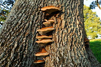 Bracket fungus (Ganoderma australe), previously (Ganoderma adspersum) on living Oak (Quercus robur), Herefordshire, UK