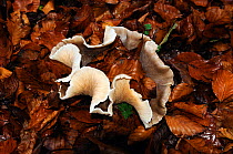 Clitocybe fungus (Clitocybe geotropa) amongst Beech leaves (Fagus sylvatica) Herefordshire, UK