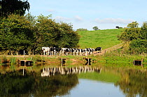 Holstein cows taking themselves to milking parlour, passing fishing pool, Herefordshire, UK