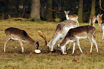 Fallow deer (Dama dama) eating fodder beat, Attingham Park, National Trust, Shropshire, UK