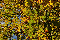 Horse Chestnut (Aesculus hippocastanum) leaves with Leaf minor (Cameraria ohridella) Herefordshire, UK November 2012