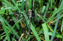 Southern Hawker (Aeshna cyanea) teneral male resting on flote-grass (Glyceria fluitans), Herefordshire, UK