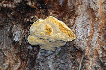 Oak Bracket (Inonotus dryadeus) fungus on Sessile Oak (Quercus petrea) Herefordshire, UK October