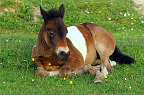 New Forest Pony foal lying down, New Forest, Hampshire, UK