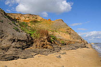 Sandy cliffs of Pleistocene Red Crag Formation, located above London Clay, Walton-on-the-Naze, Essex, UK September 2010