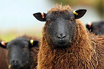 Black Welsh Mountain sheep portrait, Herefordshire, UK